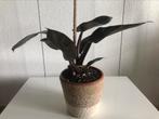 Philodendron Black Cardinal H31cm, echte plant incl.pot, Huis en Inrichting, Kamerplanten, Overige soorten, Minder dan 100 cm