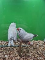 Te koop man charcoal masker roodoogen van 2024, Dieren en Toebehoren, Mannelijk