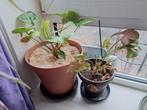 syngonium, Huis en Inrichting, Kamerplanten, Minder dan 100 cm, Halfschaduw, Ophalen