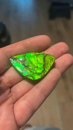 Ammoliet, Verzamelen, Mineralen en Fossielen, Ophalen of Verzenden, Fossiel