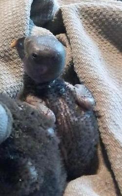 Edel pop kuiken, Dieren en Toebehoren, Vogels | Parkieten en Papegaaien, Parkiet, Meerdere dieren