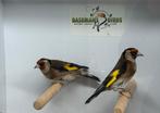 Bloemputters - Carduelis carduelis