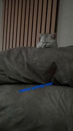 Laatste Britse Korthaar over, Kater