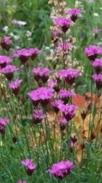 Zaden Kartuizer Anjer, inheems, Ophalen of Verzenden, Volle zon, Zaad