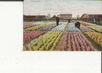 Lisse Hyacinthenvelden met eigenaar uitg Schaefer  1903, Verzamelen, Ansichtkaarten | Nederland, Gelopen, Zuid-Holland, Ophalen of Verzenden