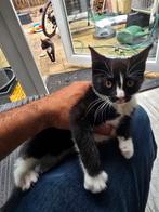 1 kitten, Poes
