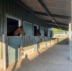 Kleinschalige stal heeft een stal vrij, Dieren en Toebehoren, Stalling en Weidegang, Weidegang, 2 of 3 paarden of pony's
