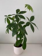 Pachira Aquatica, Ophalen of Verzenden, Overige soorten, Minder dan 100 cm