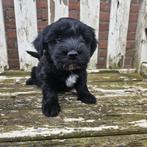 Te koop leuke boomers, Dieren en Toebehoren, Honden | Niet-rashonden, Nederland, CDV (hondenziekte), 8 tot 15 weken, Meerdere dieren