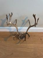 Rendier gewei uit Noorwegen, Verzamelen, Ophalen of Verzenden, Hert, Gewei of Kop