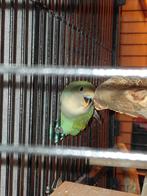 Agaponissen, Dieren en Toebehoren, Mannelijk, Parkiet