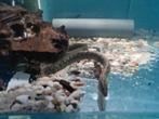 Mastacembelus Armatus, stekelaal, bandenspoor aal, Vis, Zoetwatervis