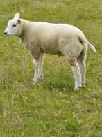 Te koop schapen rammen, Dieren en Toebehoren, Schapen, Geiten en Varkens, Mannelijk, Schaap