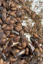 Dubia’s kakkerlakken voedseldieren, Dieren en Toebehoren, Insecten en Spinnen, Bijen