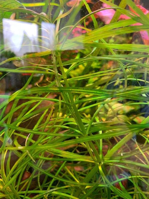 Pogostemon stellatus "Octopus", Dieren en Toebehoren, Vissen | Aquaria en Toebehoren, Nieuw, Plant(en), Steen of Hout, Ophalen
