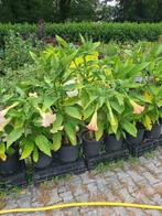 Mooie planten te koop aangeboden ( sale ), Volle zon, Vaste plant, Zomer, Ophalen