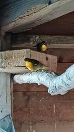 Japanse nachtegalen nachtegaal, Dieren en Toebehoren, Vogels | Overige Vogels, Meerdere dieren