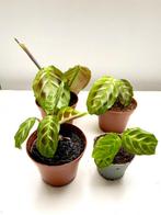 Maranta black & Silver, Huis en Inrichting, Kamerplanten, Overige soorten, Minder dan 100 cm, Ophalen of Verzenden, Halfschaduw