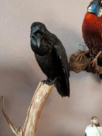 Raaf taxidermie, Verzamelen, Ophalen of Verzenden, Zo goed als nieuw, Opgezet dier