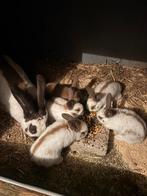 Te koop Lotharingers Groot bruin, Dieren en Toebehoren, Konijnen, Meerdere dieren, Groot, 0 tot 2 jaar