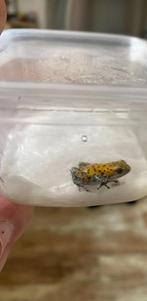 Pumilio bastimentos man, Dieren en Toebehoren, Reptielen en Amfibieën, Amfibie, 0 tot 2 jaar