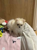 pomeriaan teefjes met, Ophalen of Verzenden, Hond