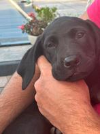 Wegens annulering rhodesian ridgeback x labrador reutje, Reu, 8 tot 15 weken, Eén hond, Nederland