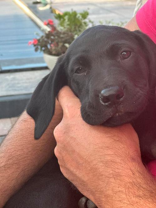Wegens annulering rhodesian ridgeback x labrador reutje, Dieren en Toebehoren, Honden | Niet-rashonden, Reu, Particulier, Eén hond