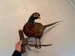 Opgezette fazant, Ophalen, Vogel, Opgezet dier