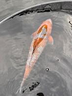 Japanse koi aangeboden wegens stoppen hobby, Dieren en Toebehoren, Vissen | Vijvervissen, Karper of Koi