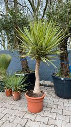 Yucca elephantipes jewel op stam mooie exotische uitstraling, Ophalen