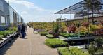 Kwekerij in Boskoop tuinplanten en bomen open voor iedereen, Tuin en Terras, Ophalen, Zomer, Overige soorten, Volle zon
