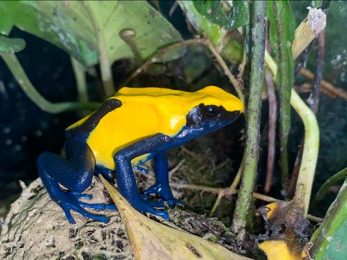 * Gifkikkers: Dendrobates leucomelas & tinctorius citronella, Dieren en Toebehoren, Reptielen en Amfibieën, Amfibie, 0 tot 2 jaar