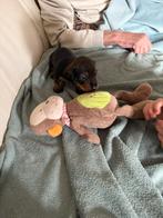 Teckel pups 2 teefjes, CDV (hondenziekte), 8 tot 15 weken, Korthaar, Meerdere