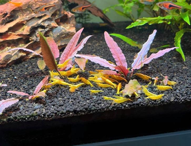 Super Yellow backstripe garnalen!  (Gele garnalen), Dieren en Toebehoren, Vissen | Aquariumvissen, Kreeft, Krab of Garnaal
