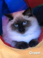 Prachtige Ragdoll kater, Dieren en Toebehoren, Katten en Kittens | Raskatten | Langhaar, Kater, Ontwormd, 0 tot 2 jaar
