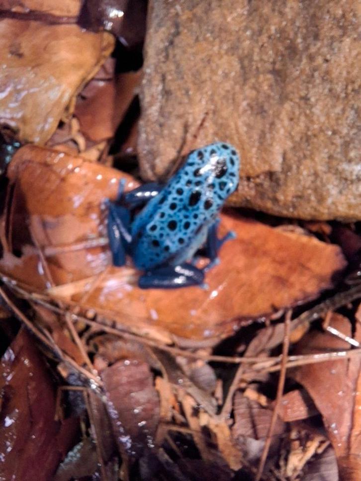 Dendrobates tinctorius azureus