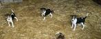 Boerenfox puppy's, België, Fokker | Hobbymatig, Jack Russell Terriër, 8 tot 15 weken
