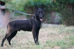 Belgische herder, Dieren en Toebehoren, Rabiës (hondsdolheid), Reu, 1 tot 2 jaar, Buitenland