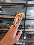 Wimpergekko vrouw uit 2024, Hagedis, Tam, 0 tot 2 jaar