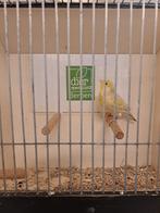 Kanarie man zilver Agaat geelmozaiek, Mannelijk, Kleurkanarie