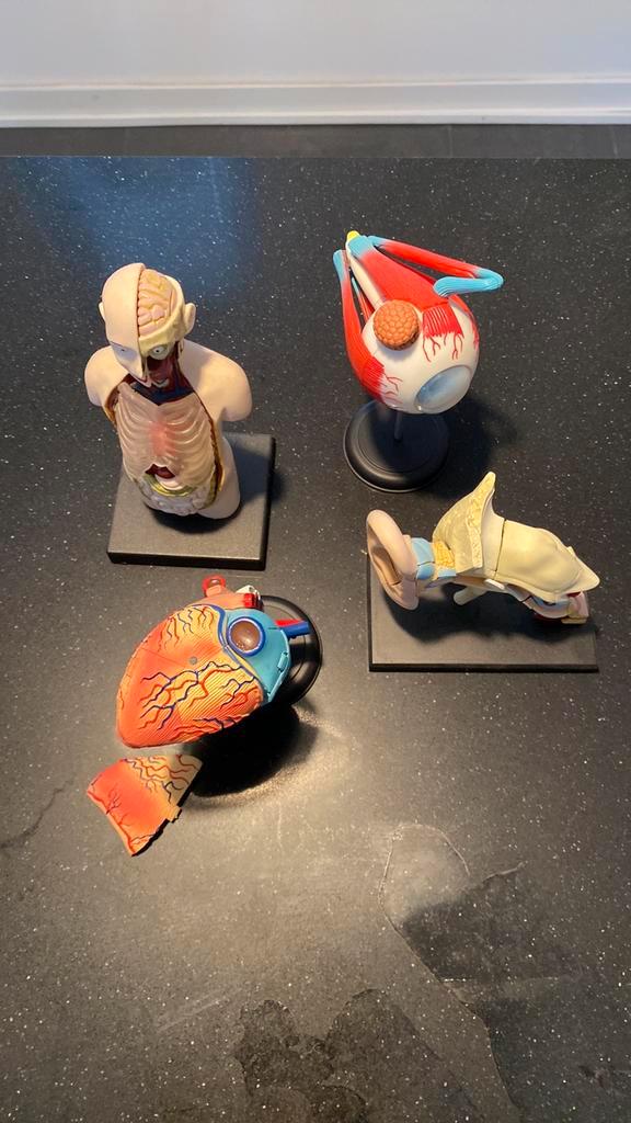Anatomische modellen, Verzamelen, Poppetjes en Figuurtjes, Zo goed als nieuw, Ophalen