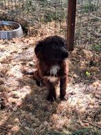 Kleine sofie ter adoptie, Particulier, Rabiës (hondsdolheid), 15 weken tot 1 jaar, Buitenland