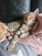 Bengaal kittens  nog 1 poesje  .2 katertje s, Dieren en Toebehoren, Katten en Kittens | Raskatten | Korthaar, Meerdere dieren