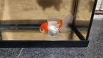 Oranda goudvis, Dieren en Toebehoren, Ophalen of Verzenden