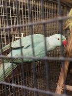 Halsbandparkiet, Geslacht onbekend, Parkiet, Geringd