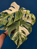 Monstera Deliciosa Variegata p15 (8)