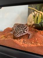 Reptielen en amfibieën opvang, Hagedis