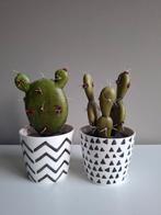 Leuk setje nep cactus plantjes, zwart witte pot, Ophalen of Verzenden, Zo goed als nieuw, Binnen