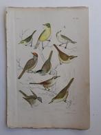 Antieke Chromolithografie -  Europese Grasmussen & Zangers, Ophalen of Verzenden